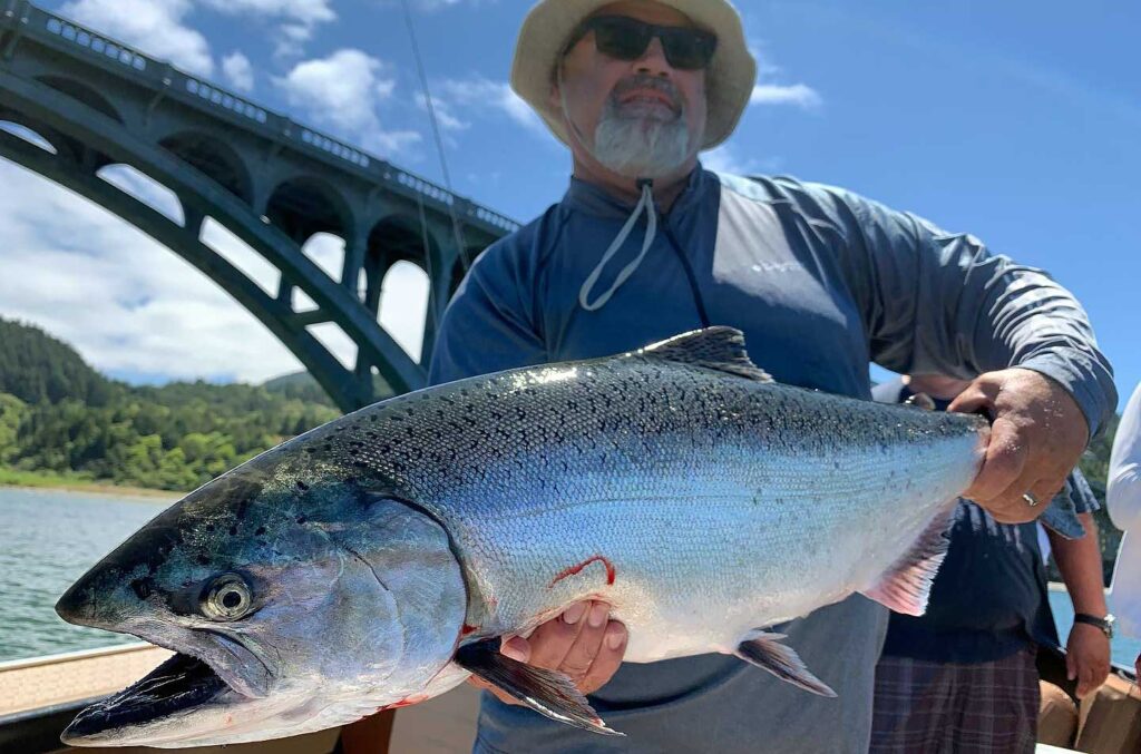 Huge King Salmon by the Rogue River Bridge