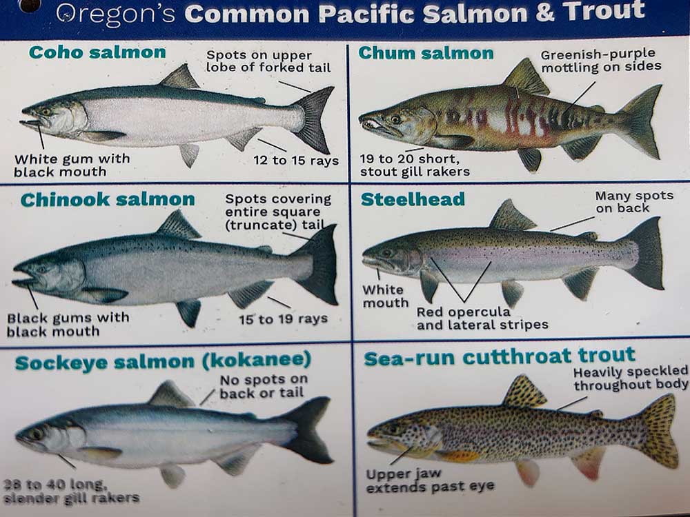 Pacific Salmon Trout Card - Gold Beach Salmon Fishing